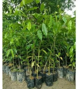 Full Sun Exposure Agarwood Plant