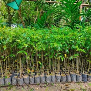 Natural Agarwood Plant