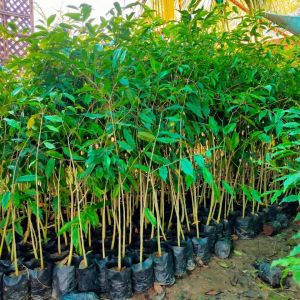 Well Watered Agarwood Plant