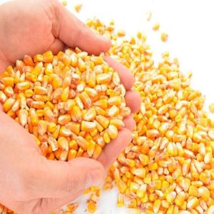 Yellow Maize Seeds