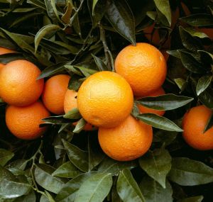 Fresh Orange