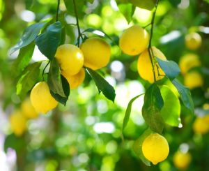 Fresh Yellow Lemon