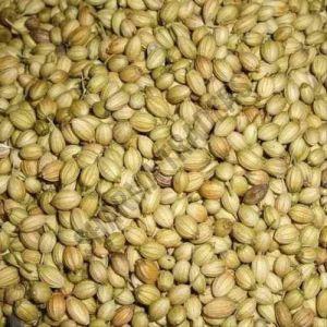 A Grade Dried Coriander Seed