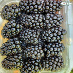 A Grade Fresh Blackberry
