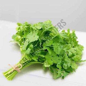 A Grade Fresh Coriander Leave