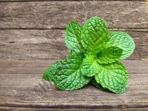 A Grade Fresh Mint Leave