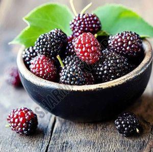 A Grade Fresh Mulberry