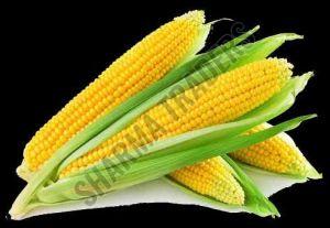 A Grade Sweet Corn