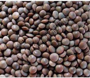 Black Masoor Dal