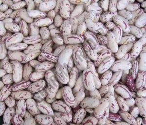 Light Speckled Kidney Bean
