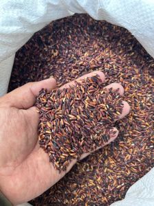 Black Rice