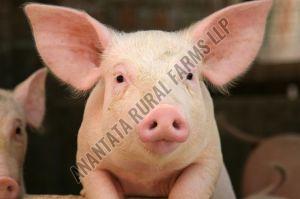 Live Pig