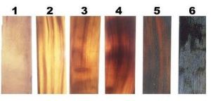 Buffalo Horn Plates