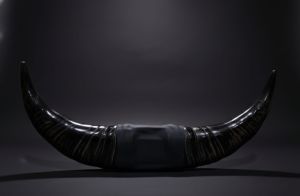 Buffalo Horn