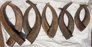 Natural Buffalo Horn