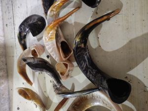 Sheep Horn Shofar