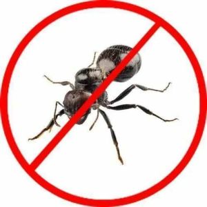 Black Ant Control Services