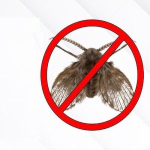 Drain Flies Control Services
