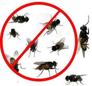 Fly Control Services
