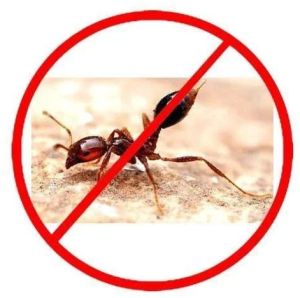 Red Ant Control Services