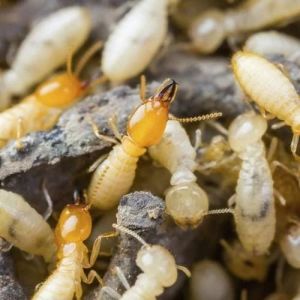 Termite Control Services