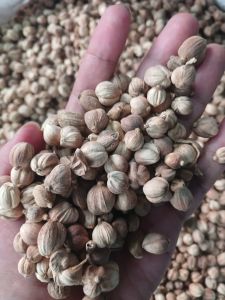 Java White Cardamoms