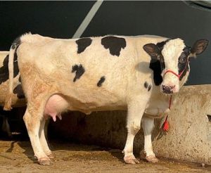 Dairy Farm HF Cow