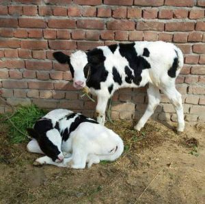 Female HF Calf