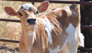 Female Jersey Calf