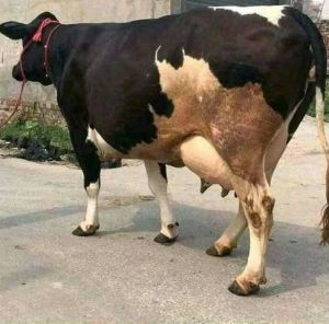 High Milking HF Cow Breed