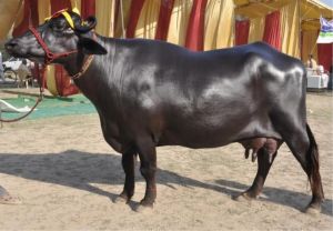 Indian Murrah Buffalo