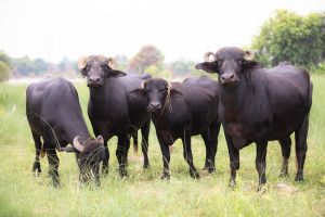 Murrah Buffalo Calf
