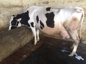 Pure HF Cow