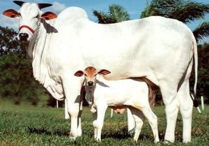 Female Tharparkar Calf