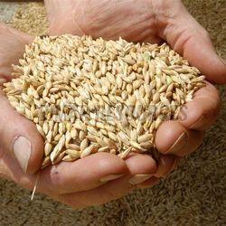 Barley Grain