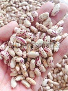 Premium Kidney Beans