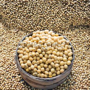 Soybean Seeds