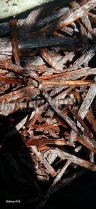 Vanilla Beans