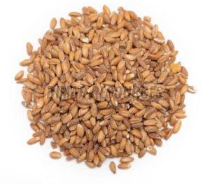 Wheat Grain