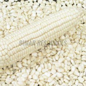 White Corn