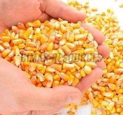 Yellow Corn