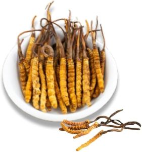 Lab Grown Cordyceps Militaris Powder