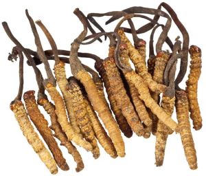 Lab Grown Cordyceps Militaris Powder