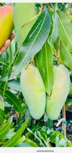 Fresh Alphonso Mango
