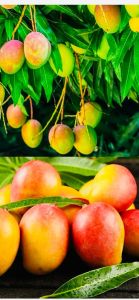 Fresh Alphonso Mango