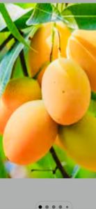 Fresh Alphonso Mango