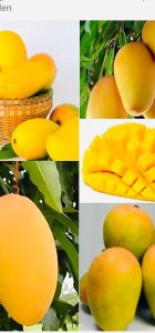 Fresh Alphonso Mango
