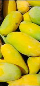 Fresh Alphonso Mango