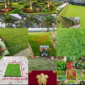 Lawn Grass