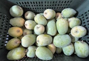 Fresh Mango